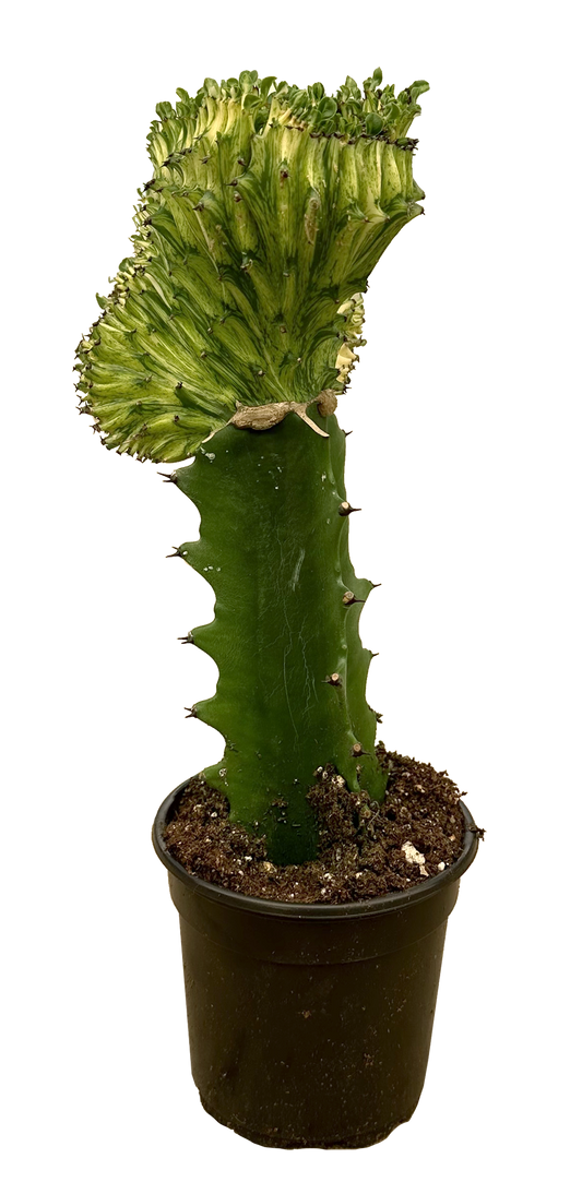 Euphorbia lactea 'Cristata' Yellow Variegated - (Yellow Mermaids Tail)