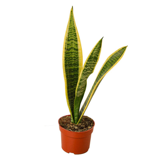 Sansevieria Trifasciata - Snake Plant Laurentii