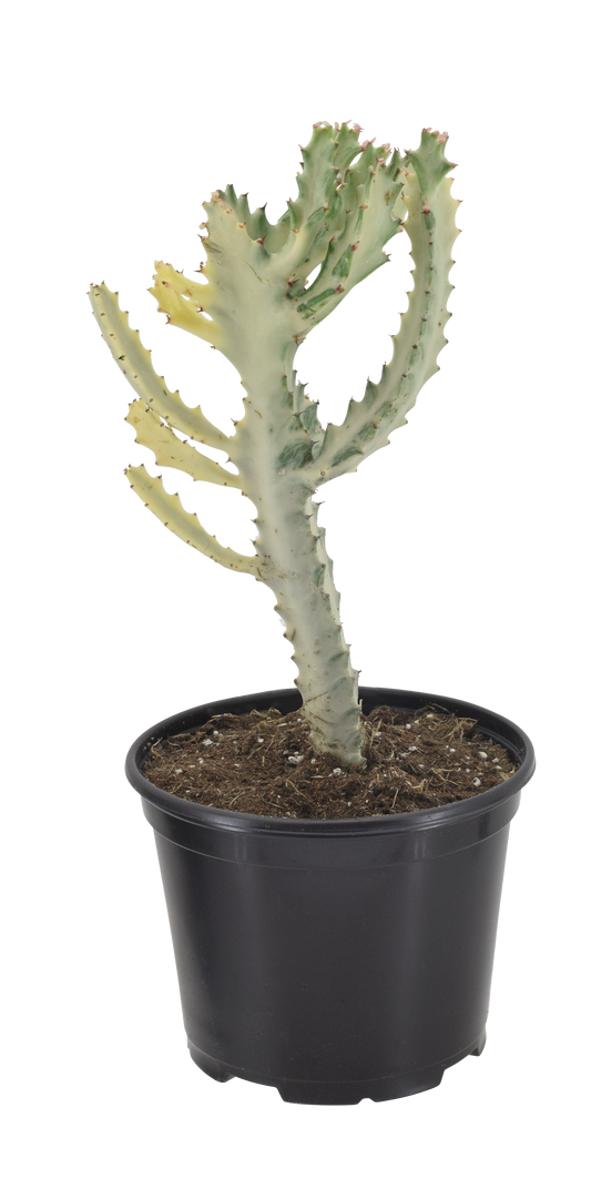 Euphorbia Lactea variegata - White Ghost Cactus
