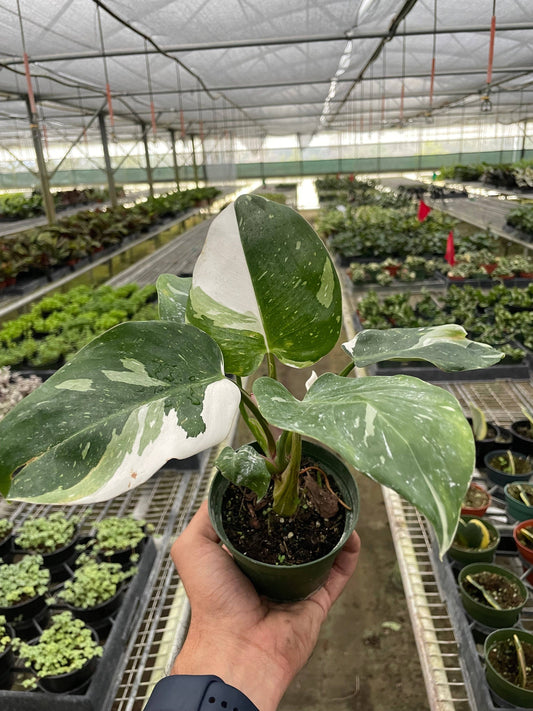 Philodendron hybrid 'White Princess'