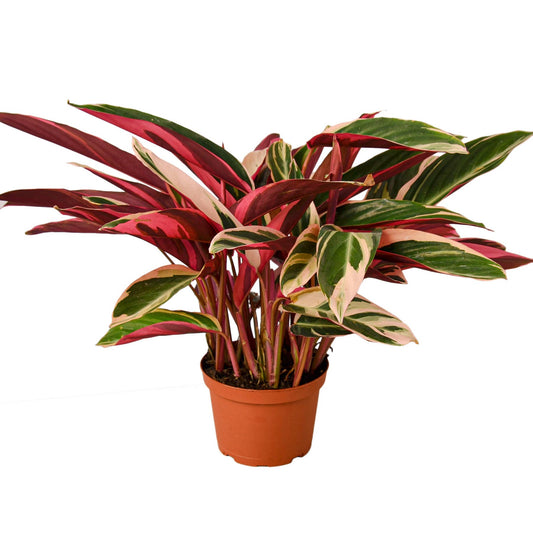 Stromanthe sanguinea 'Triostar'