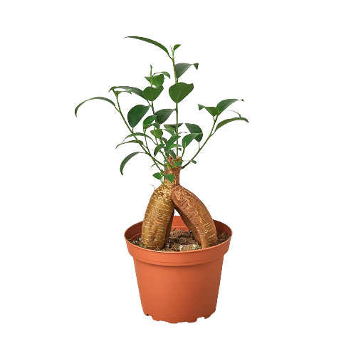 Ficus 'Ginseng' - Live Plant