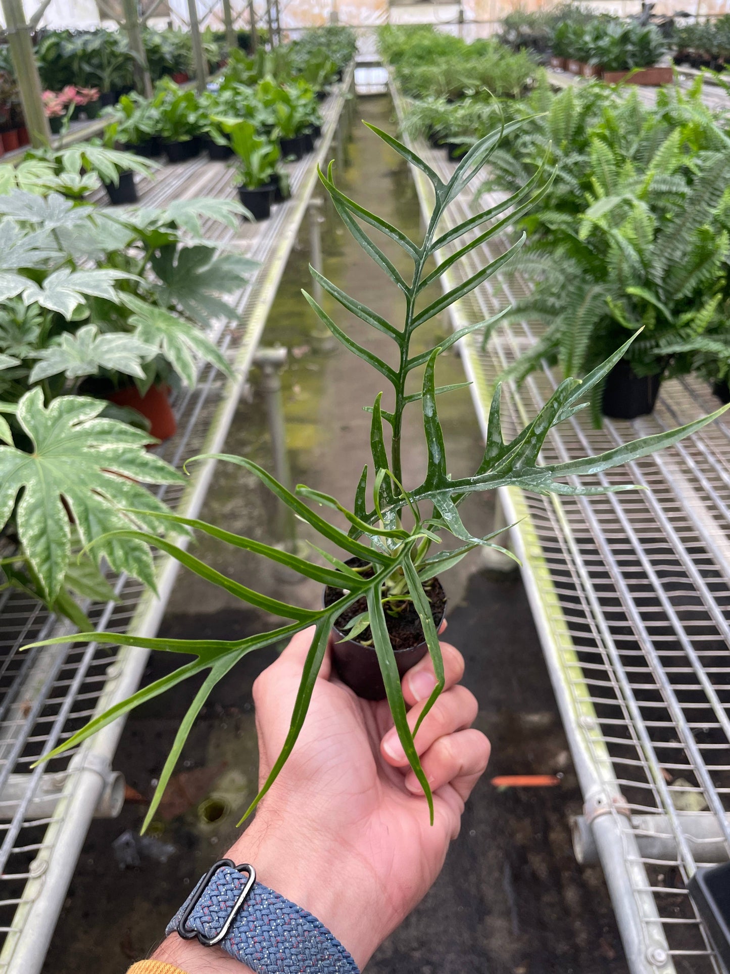 Philodendron bipinnatifidum ‘Tortum’