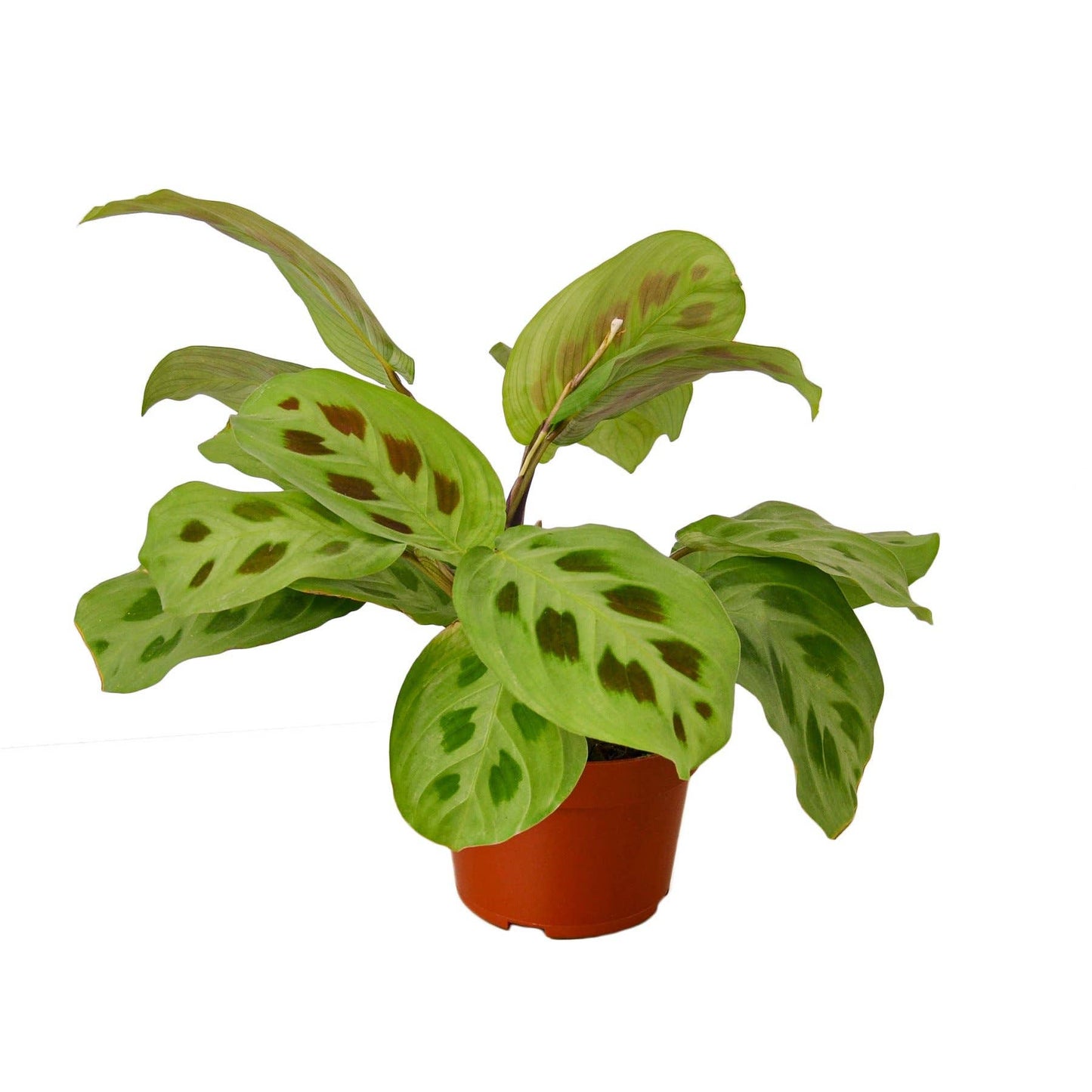 Maranta leuconeura 'Prayer Plant'