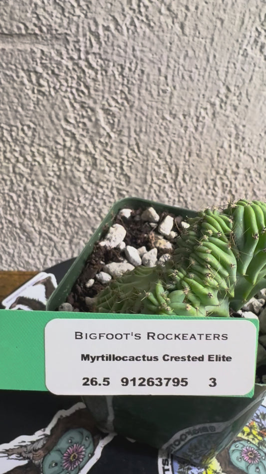 🌵Myrtillocactus geometrizans f. cristata (Myrtillocactus ‘Crested Elite’) 3