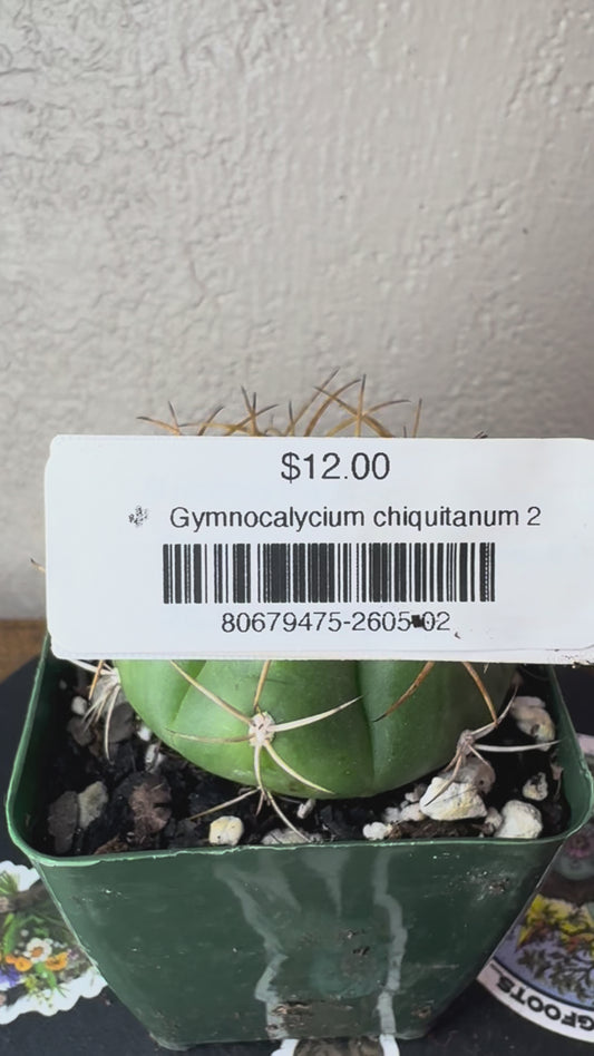 🌵 Gymnocalycium chiquitanum 2