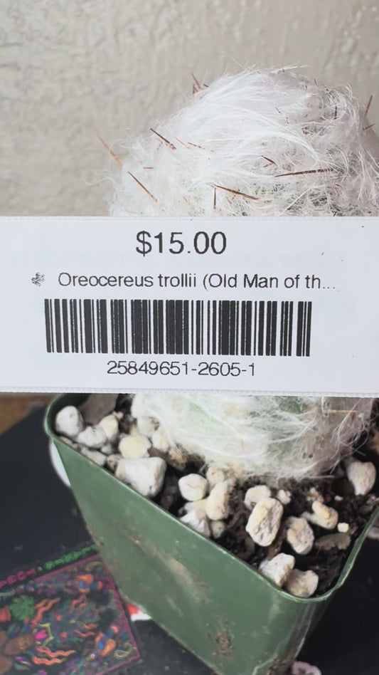 🌵 Oreocereus trollii (Old Man of the Andes) 1
