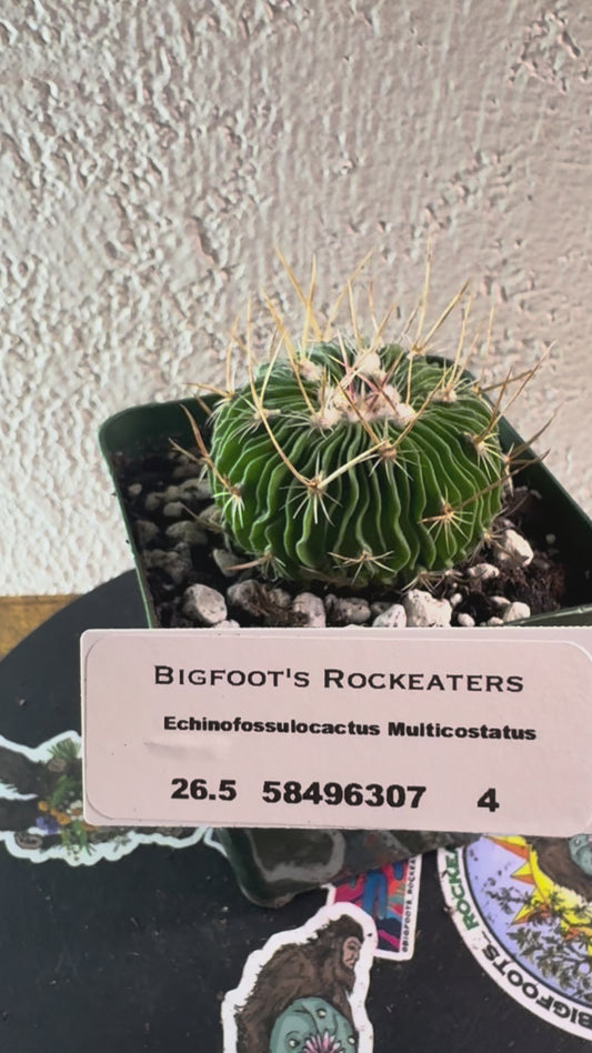 🌵 Echinofossulocactus multicostatus (Stenocactus multicostatus) 4