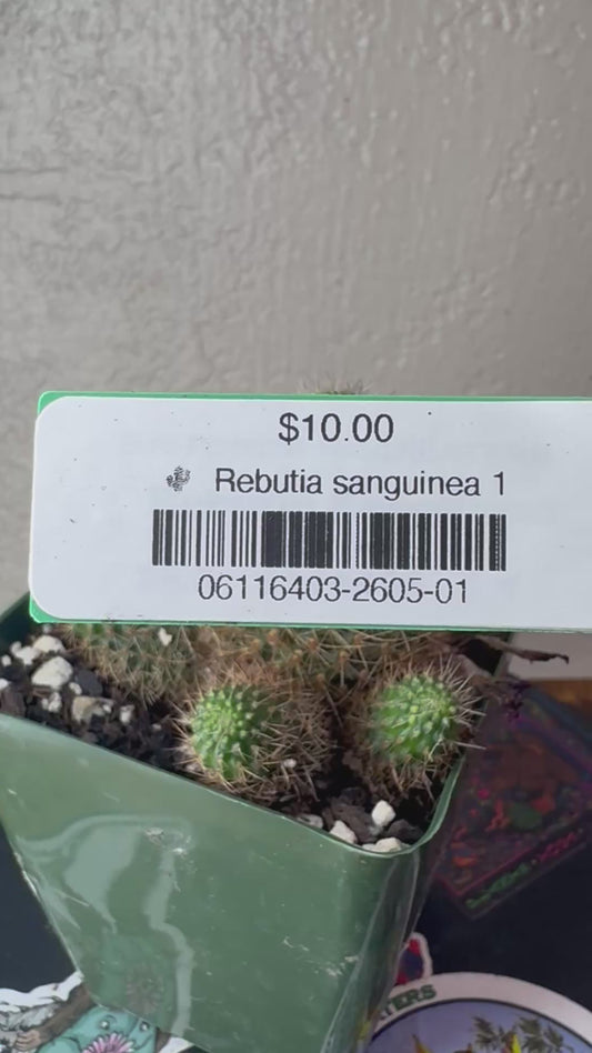 🌵 Rebutia sanguinea 1