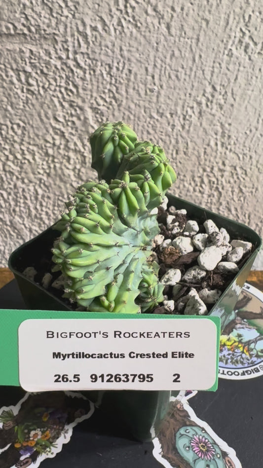 🌵Myrtillocactus geometrizans f. cristata (Myrtillocactus ‘Crested Elite’) 2