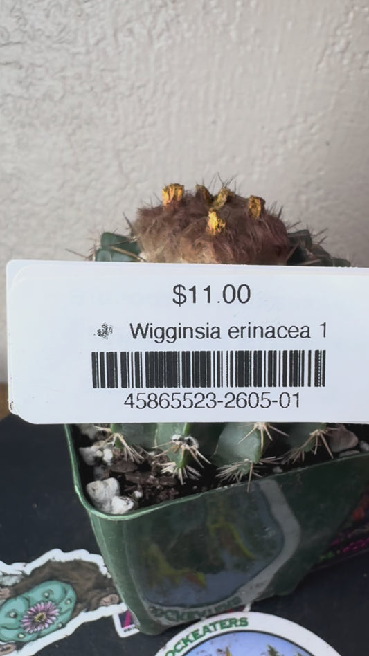 🌵 Wigginsia erinacea 1