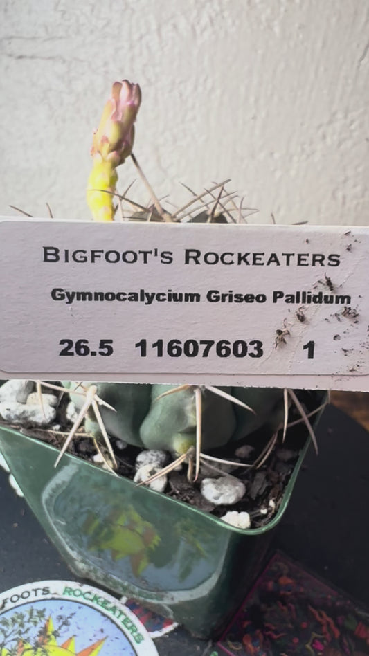 🌵 Gymnocalycium griseopallidum 1