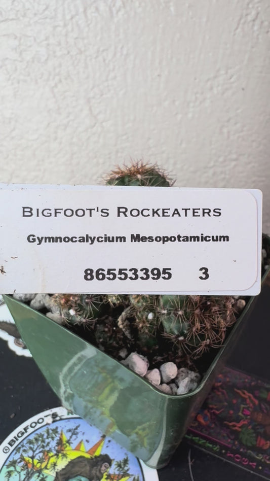 🌵 Gymnocalycium mesopotamicum 3