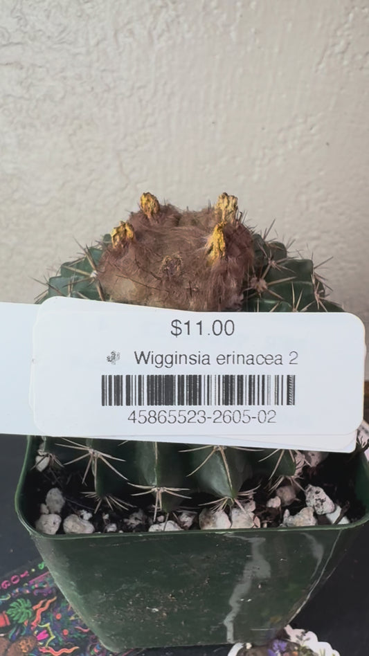 🌵 Wigginsia erinacea 2