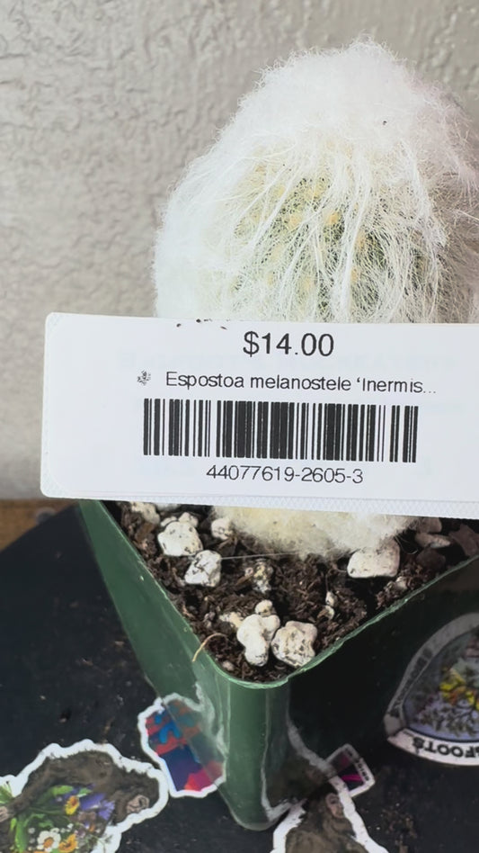 🌵 Espostoa melanostele ‘Inermis’ (Peruvian Old Lady Cactus) 3