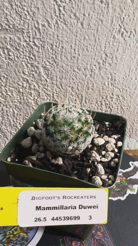🌵 Mammillaria duwei (Mammillaria duwei) 3