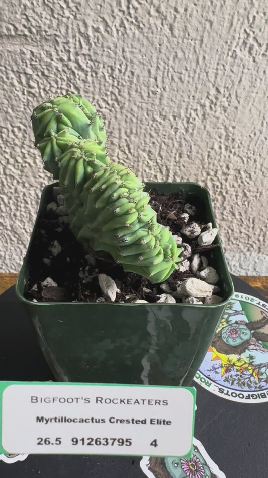 🌵Myrtillocactus geometrizans f. cristata (Myrtillocactus ‘Crested Elite’) 4