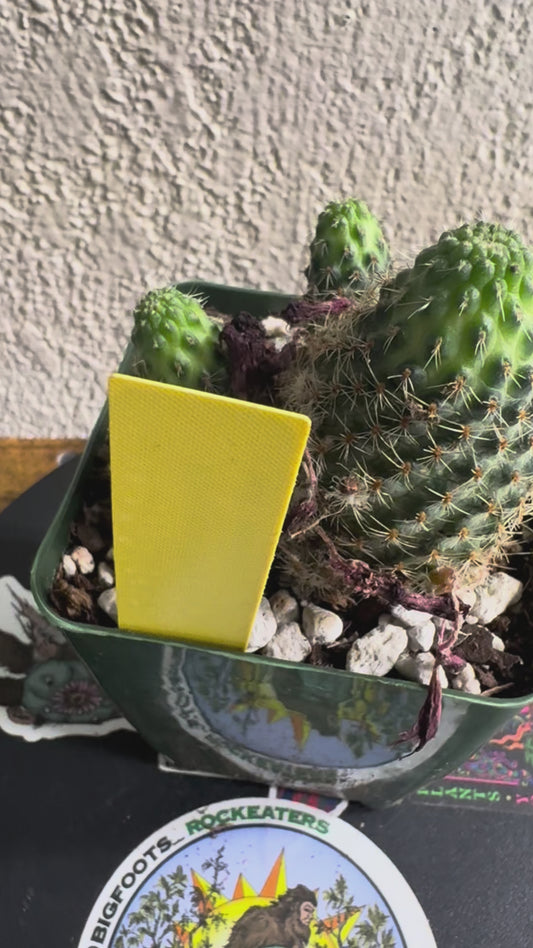 🌵 Rebutia vulpina (Rebutia vulpina) 3