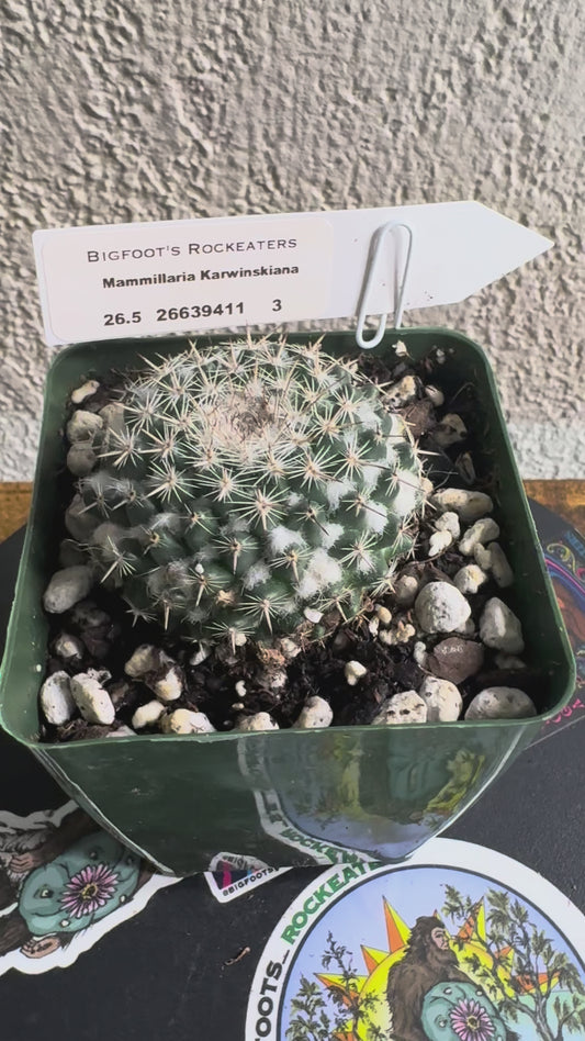 🌵 Mammillaria karwinskiana 3