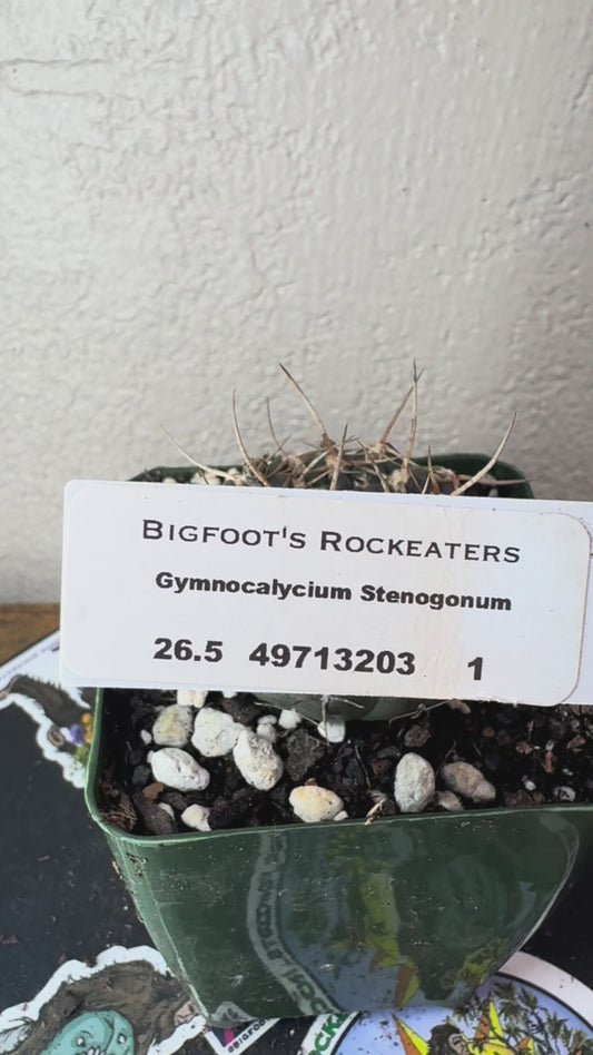 🌵 Gymnocalycium stenogonum 1