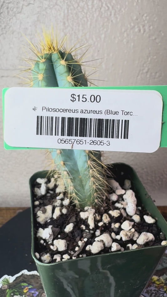 🌵 Pilosocereus azureus (Blue Torch Cactus) 3