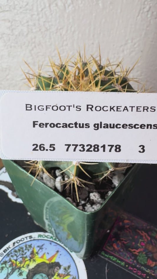 🌵 Ferocactus glaucescens (Blue Barrel Cactus) 3