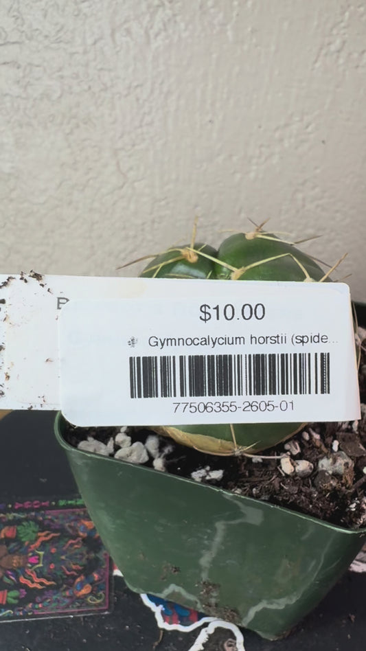 🌵 Gymnocalycium horstii (spider Cactus) 1