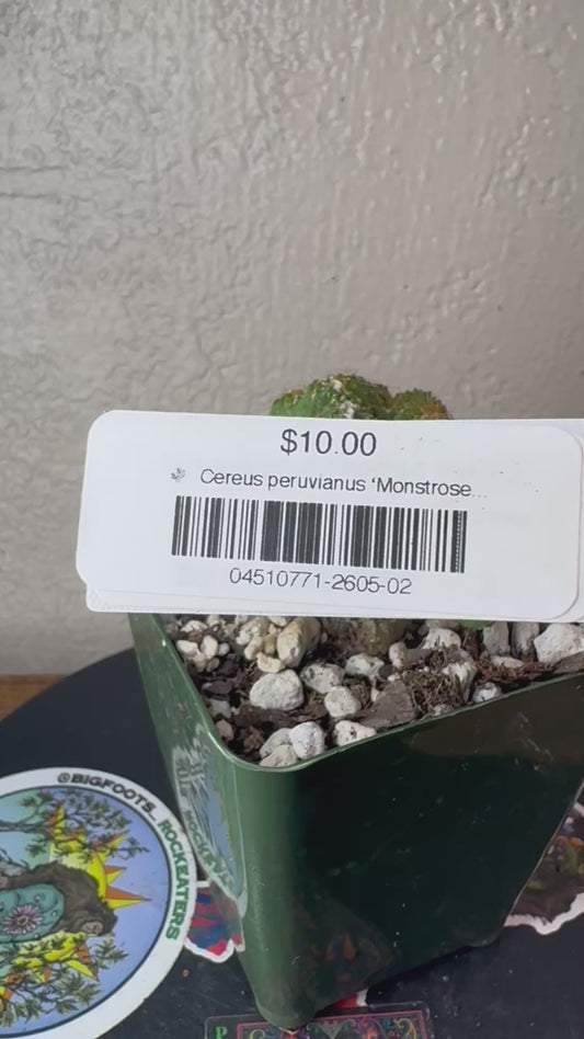 🌵 Cereus peruvianus ‘Monstrose’ (Monstrose Peruvian Apple) 2