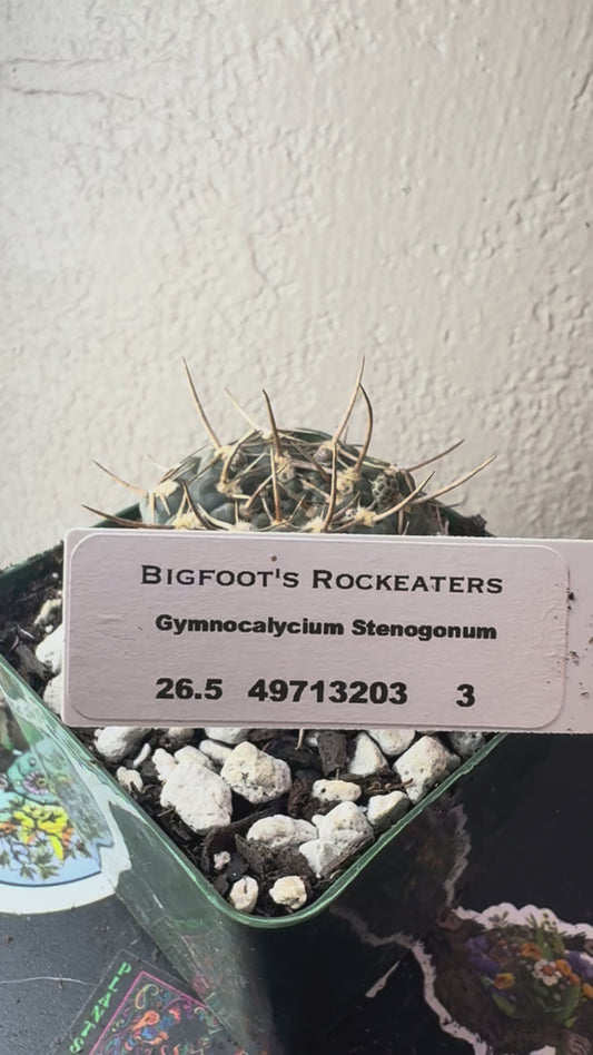 🌵 Gymnocalycium stenogonum 3