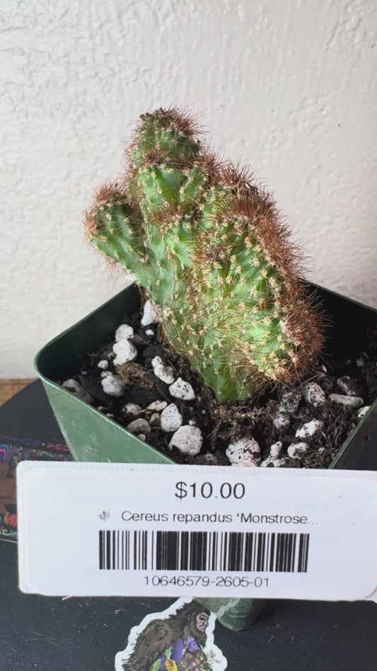 🌵 Cereus repandus ‘Monstrose’ (Monstrose Apple Cactus) 1
