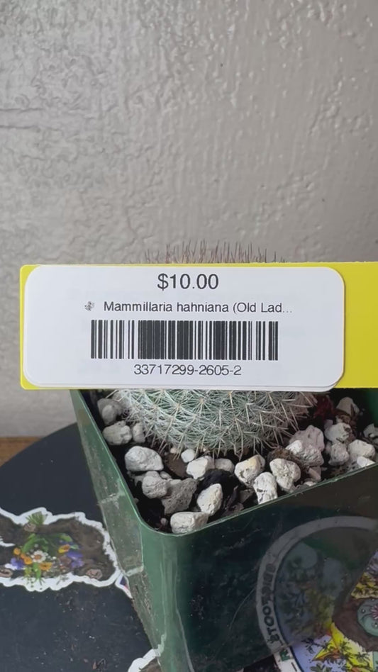 🌵 Mammillaria hahniana (Old Lady Cactus) 2