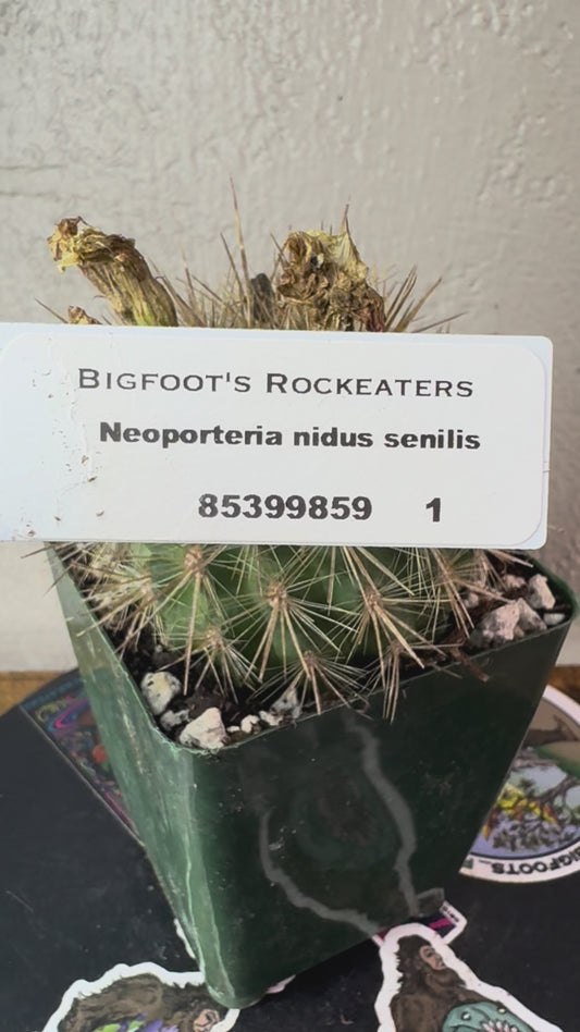 🌵 Neoporteria nidus senilis 1