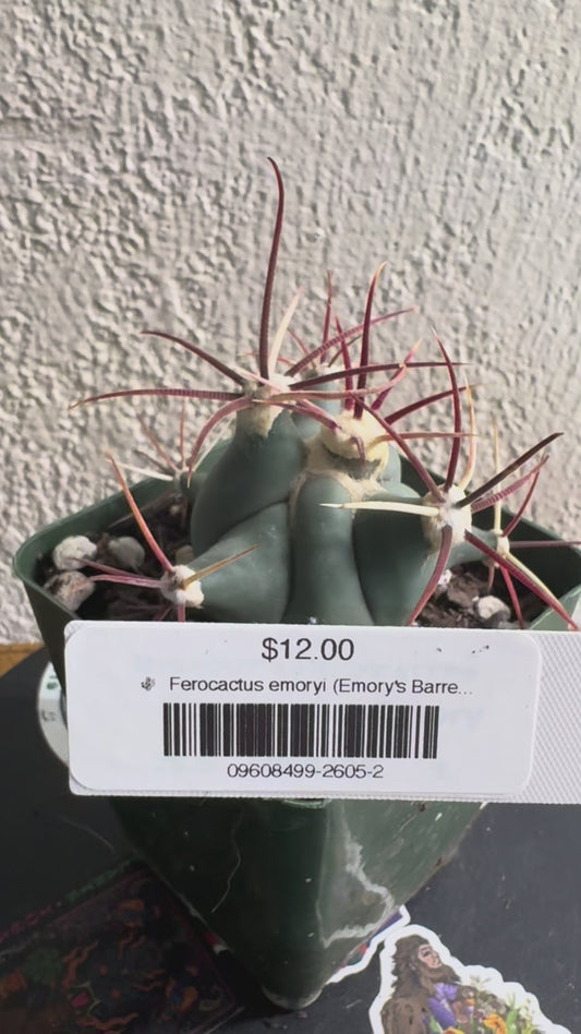 🌵 Ferocactus emoryi (Emory’s Barrel Cactus) 1