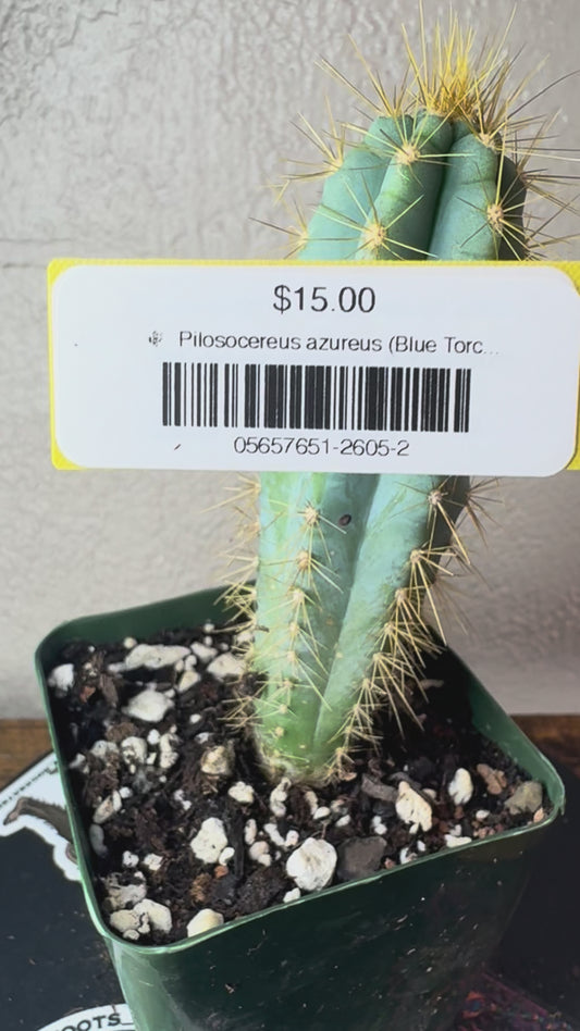 🌵 Pilosocereus azureus (Blue Torch Cactus) 2