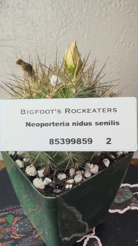 🌵 Neoporteria nidus senilis 2