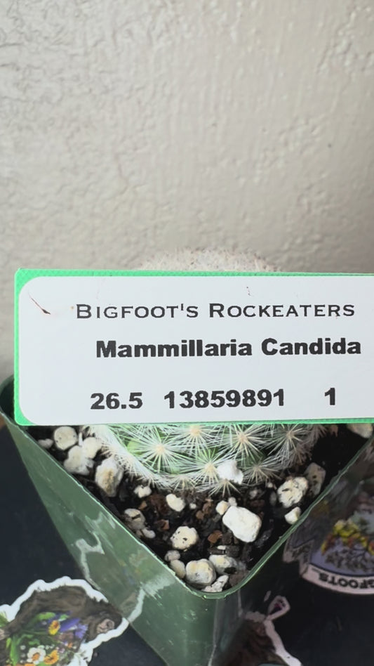 🌵 Mammillaria candida (Snowball Cactus) 4