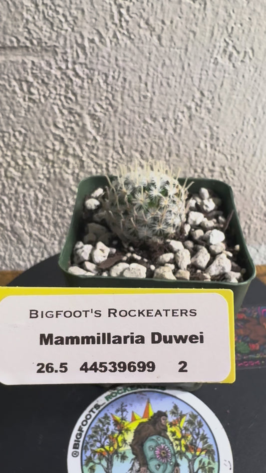 🌵 Mammillaria duwei (Mammillaria duwei) 2