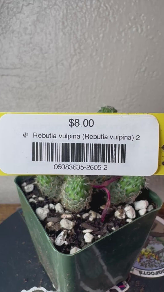 🌵 Rebutia vulpina (Rebutia vulpina) 2