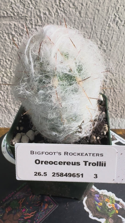 🌵 Oreocereus trollii (Old Man of the Andes) 3