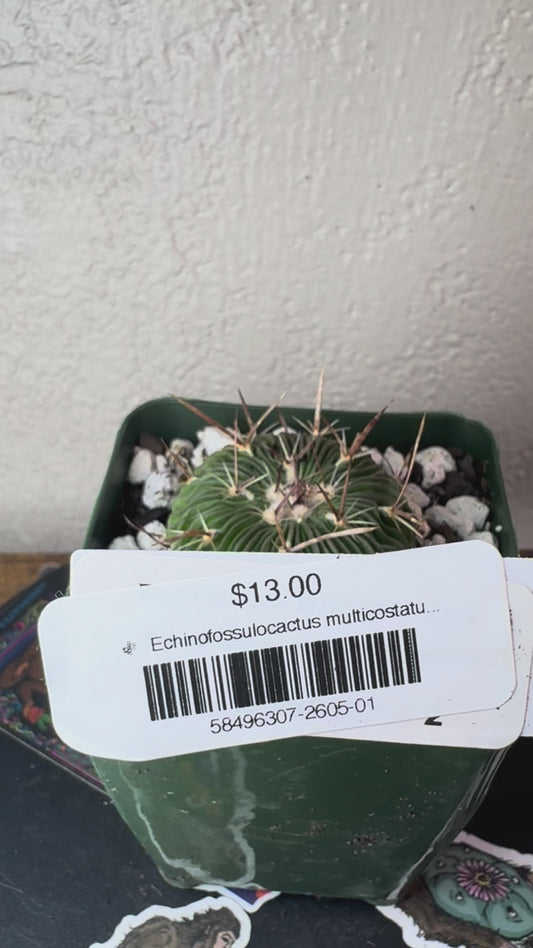 🌵 Echinofossulocactus multicostatus (Stenocactus multicostatus) 1