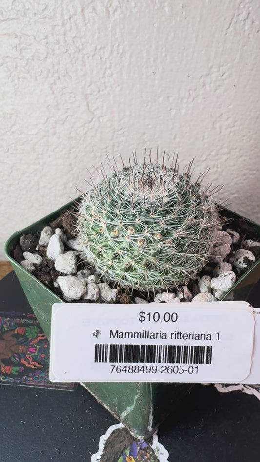 🌵 Mammillaria ritteriana 1