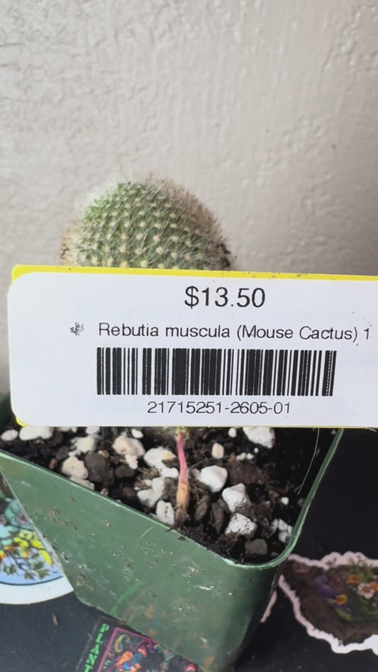 🌵 Rebutia muscula (Mouse Cactus) 1