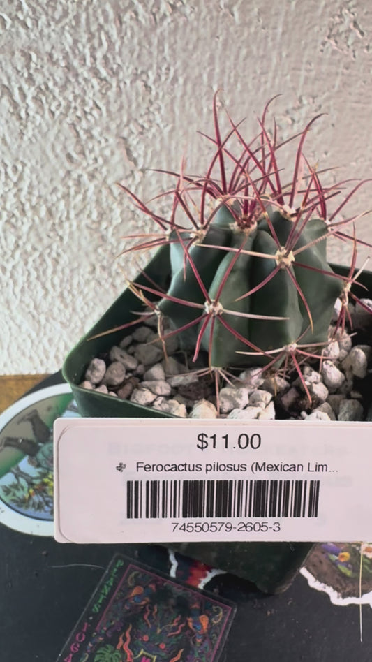 🌵 Ferocactus pilosus (Mexican Lime Cactus / Fire Barrel) 3