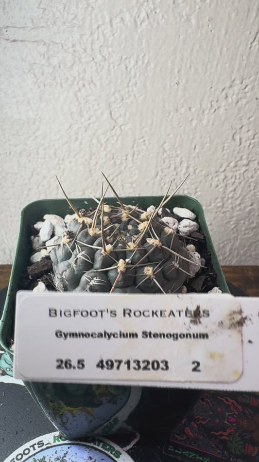 🌵 Gymnocalycium stenogonum 2