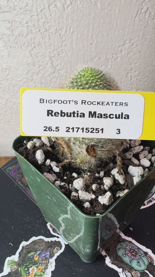 🌵 Rebutia muscula (Mouse Cactus) 3