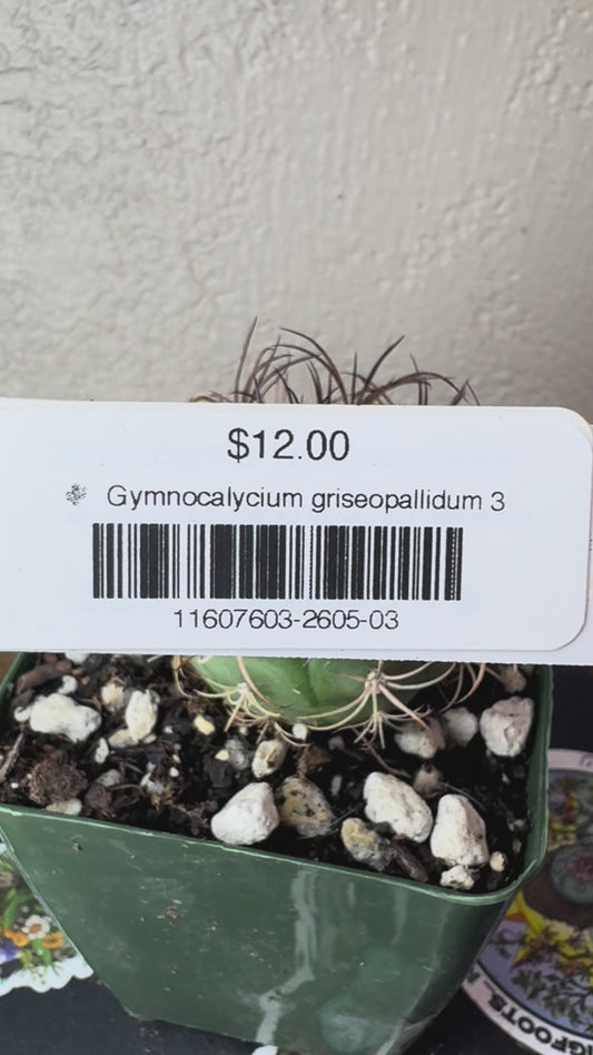 🌵 Gymnocalycium griseopallidum 3