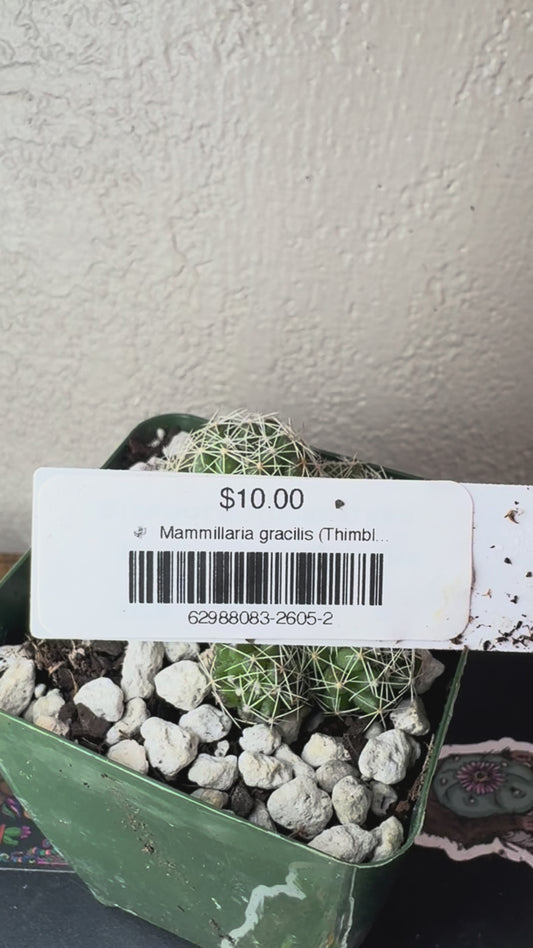 🌵 Mammillaria gracilis (Thimble Cactus) 2