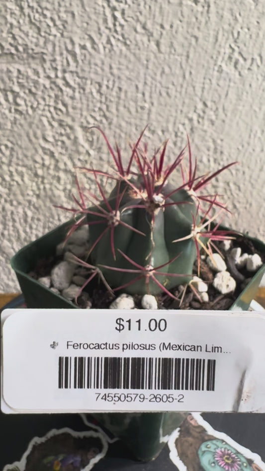 🌵 Ferocactus pilosus (Mexican Lime Cactus / Fire Barrel) 2