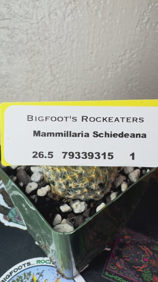 🌵 Mammillaria schiedeana (Mammillaria schiedeana) 1