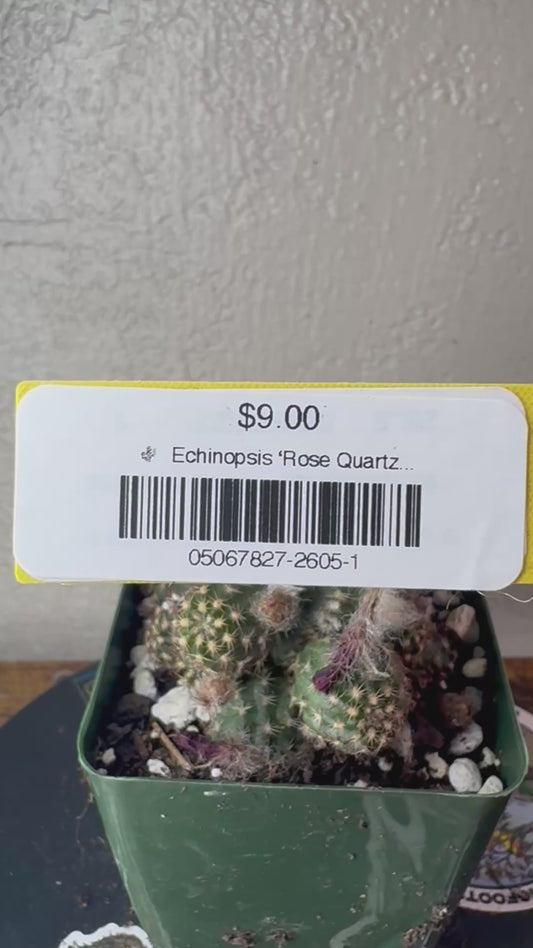 🌵 Echinopsis ‘Rose Quartz’ (Echinopsis hybrid) 1